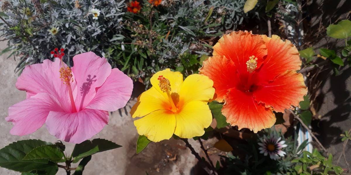 cuales son las flores mas bonitas