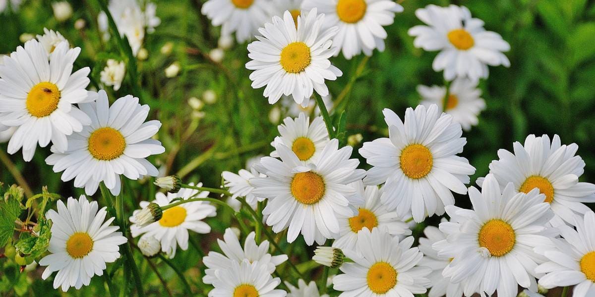 margaritas cuales son las flores mas bonitas