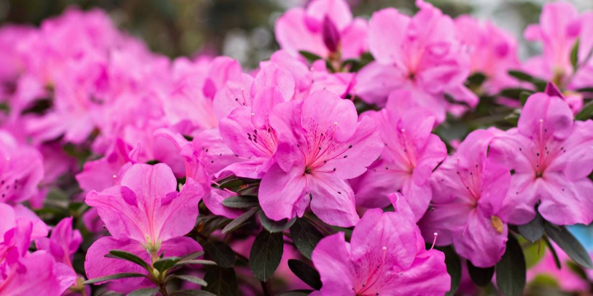 azaleas