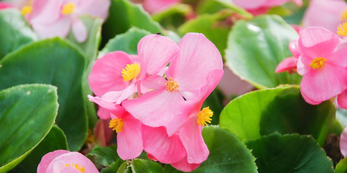 begonia
