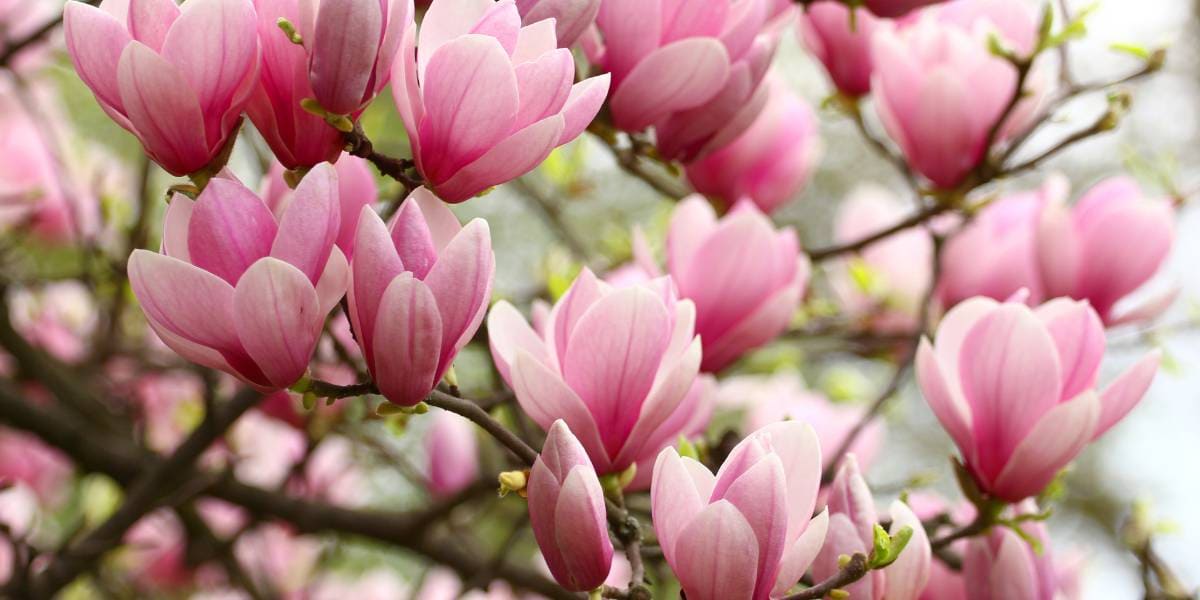 flor de temporada de abril