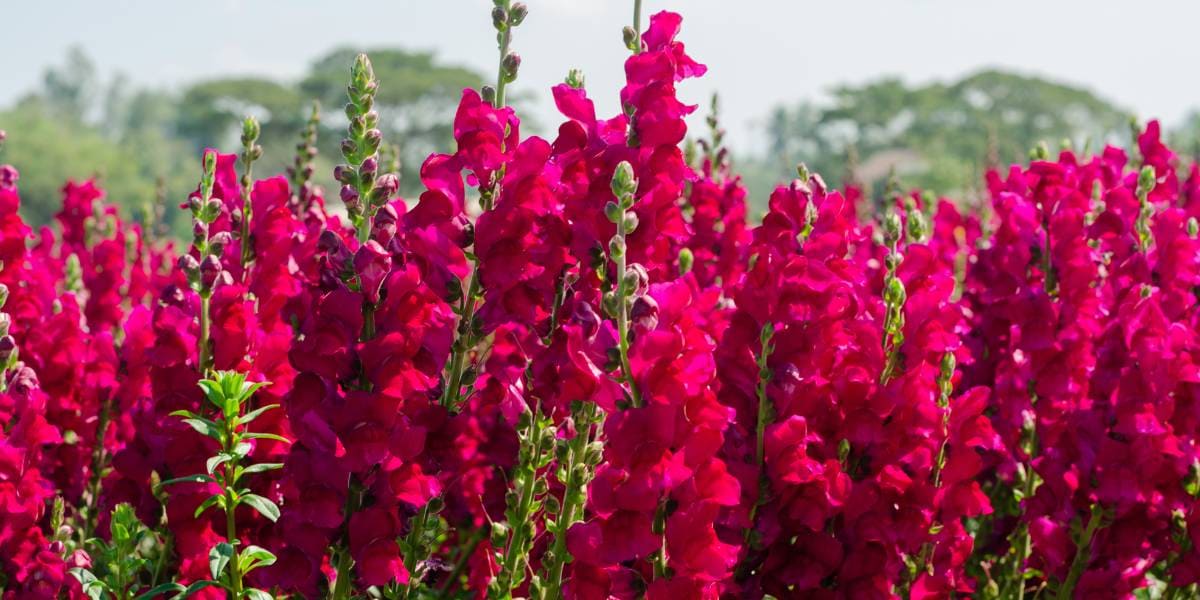 flores de temporada de abril
