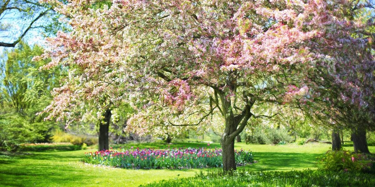 flores de temporada en abril