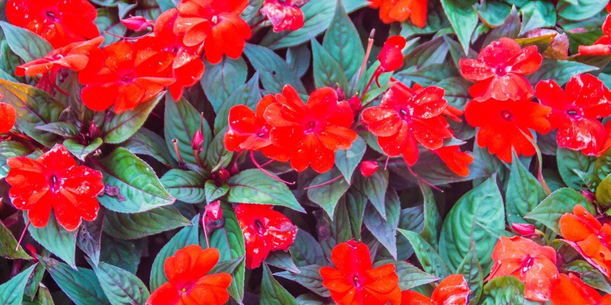 flores del mes de mayo