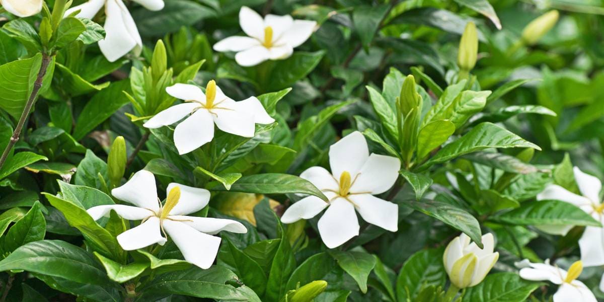 gardenia