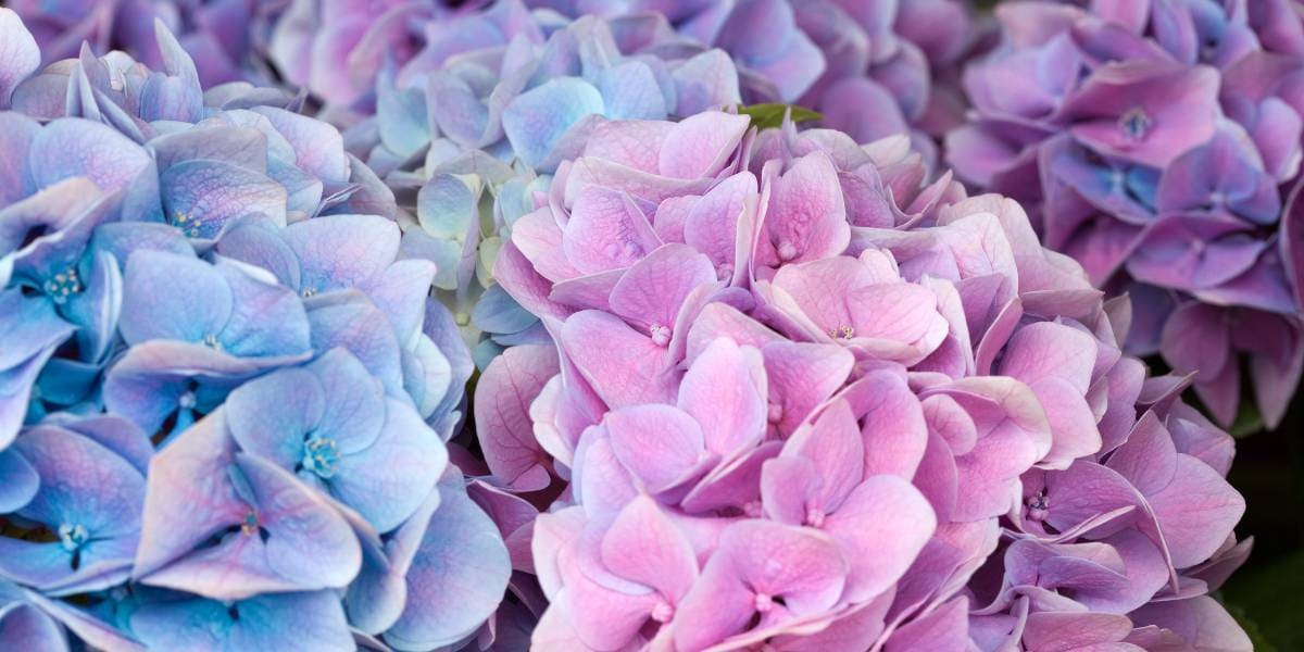 mayo flores