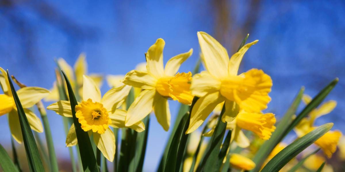 narcisos