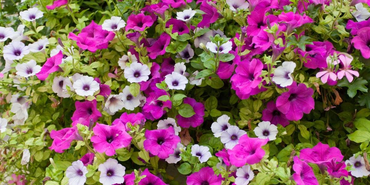 petunias