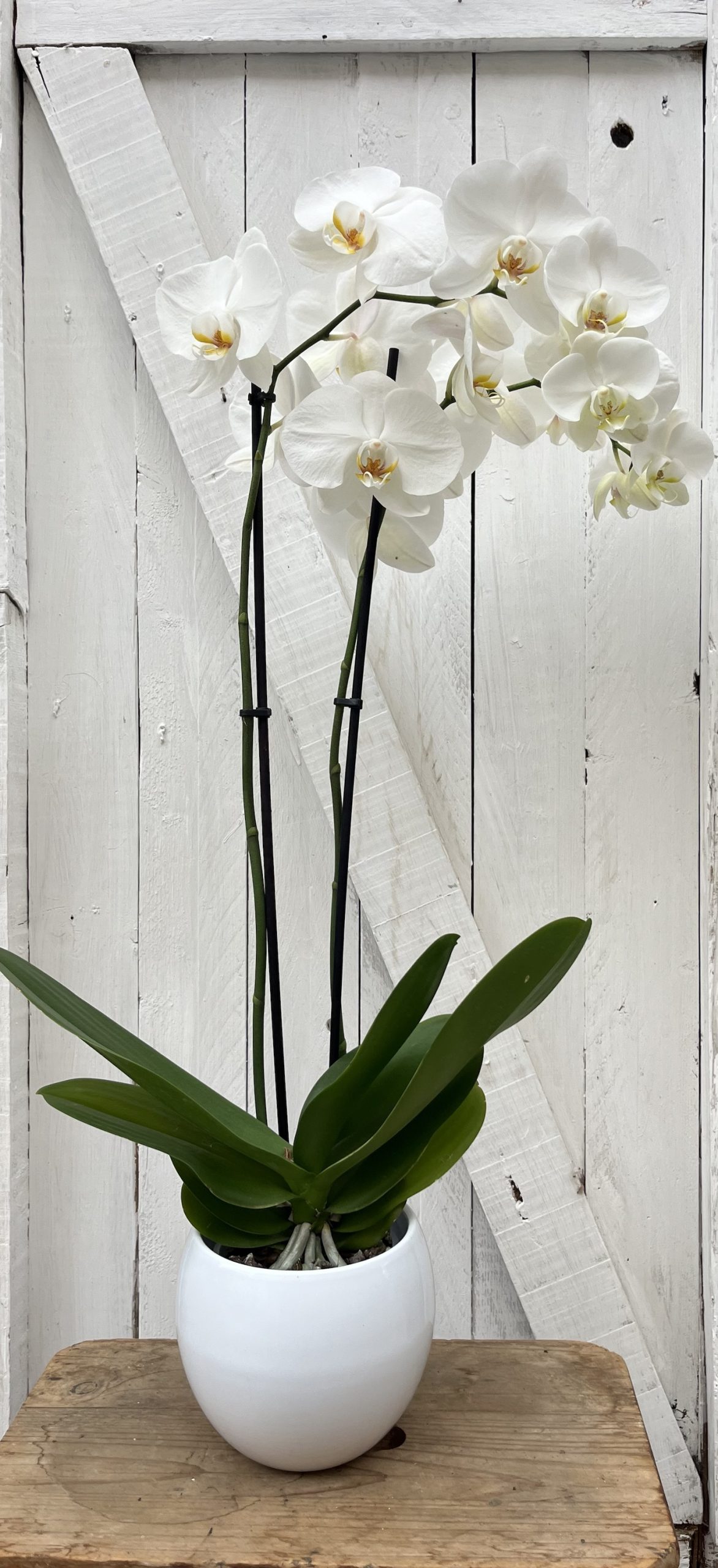 comprar orquídea