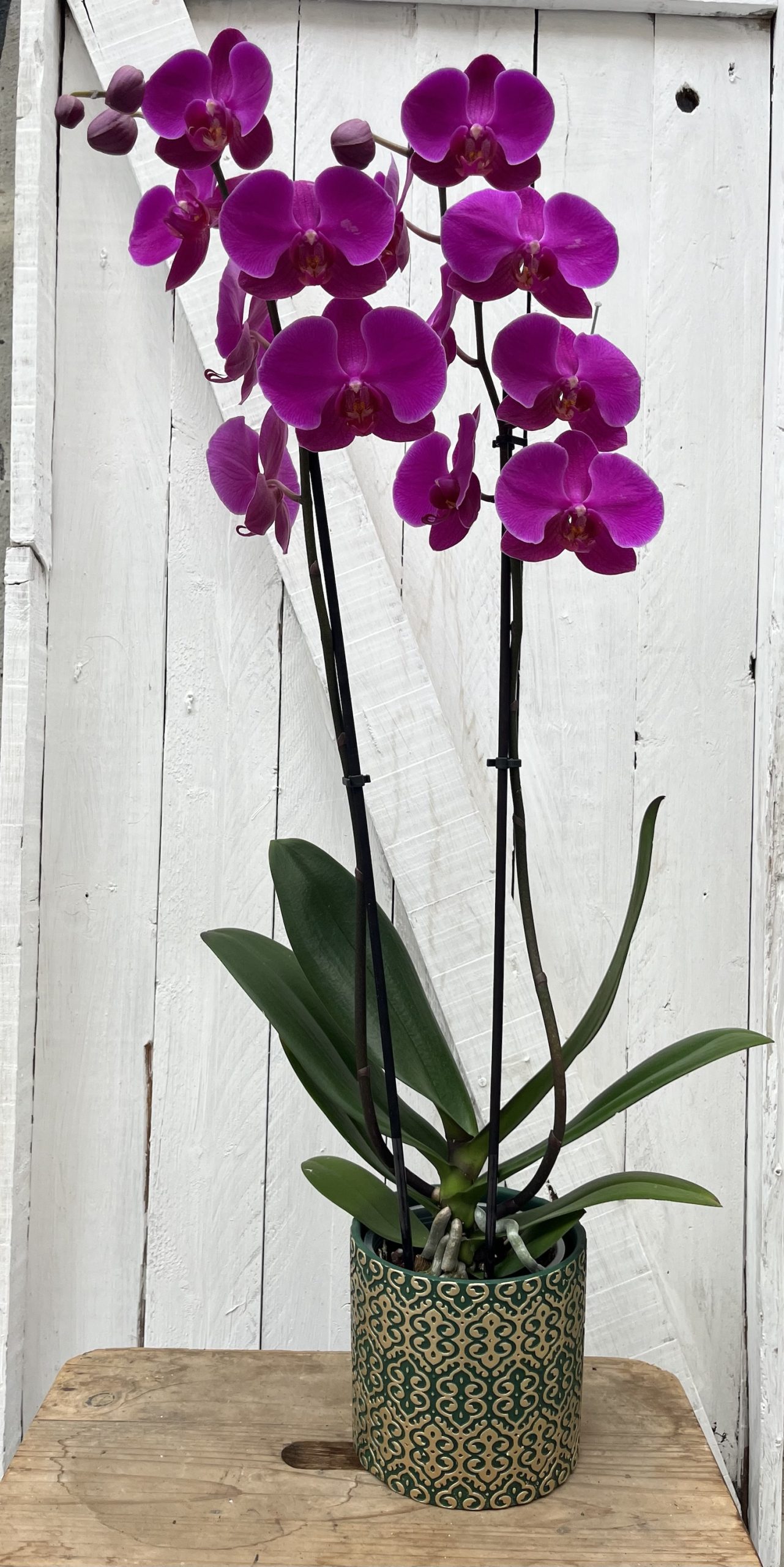 comprar orquídea online