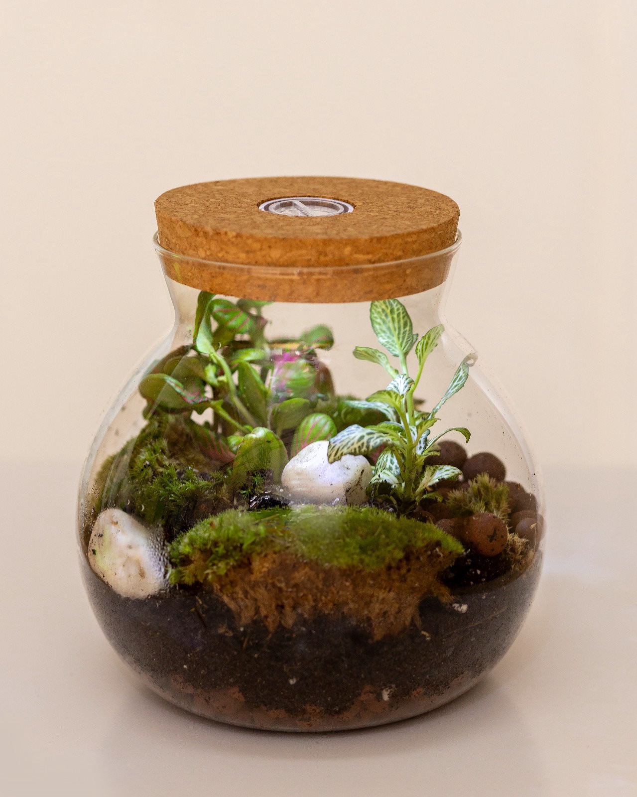 Terrario Plantas Microclima tamaño M