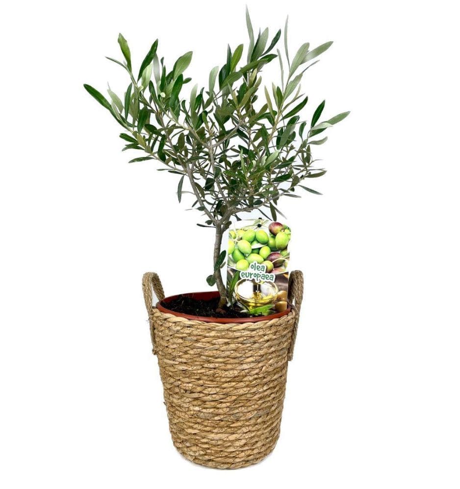 mini olivo